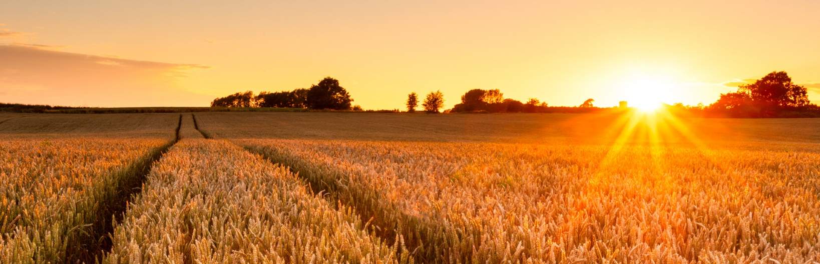 Arable Food and Farming Update