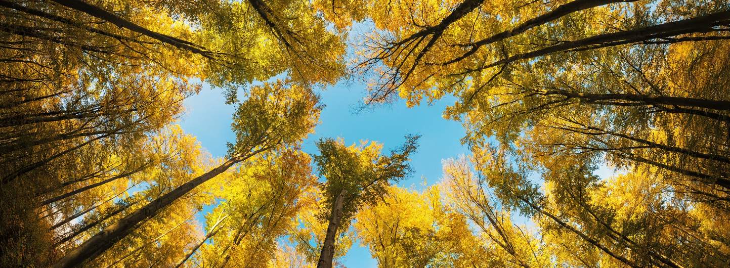 Savills Forestry Savills Forestry