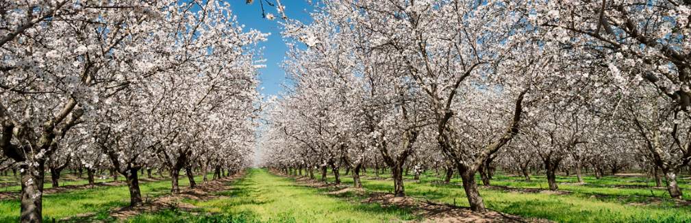 Why invest in international farmland