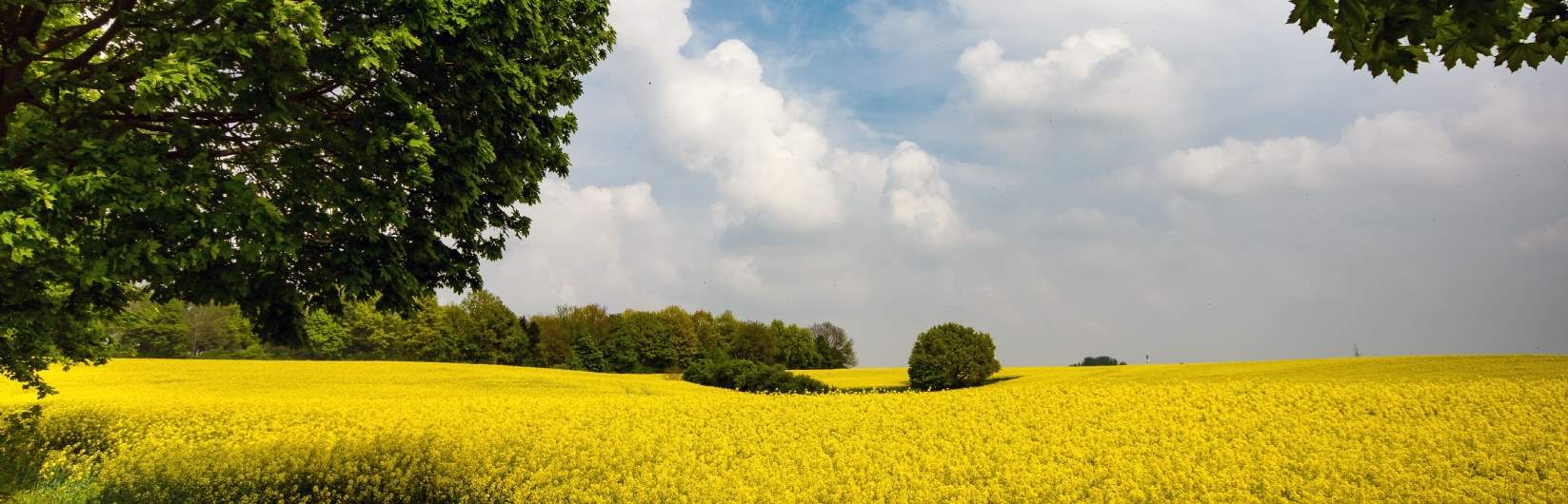 The Savills Portfolio