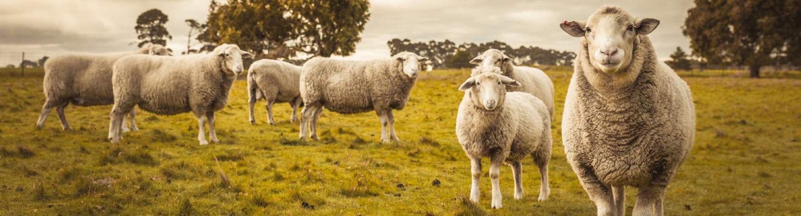 Sheep Food and Farming Update