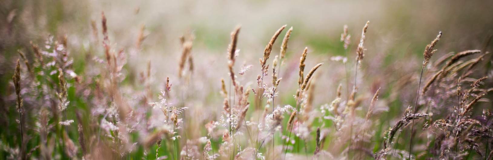 Webinar: Biodiversity Net Gain – The Impact of New Guidance Webinar: Biodiversity Net Gain – The Impact of New Guidance
