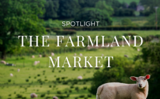 The Forestry Market
