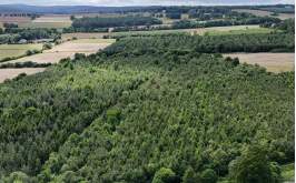 The Forestry Market