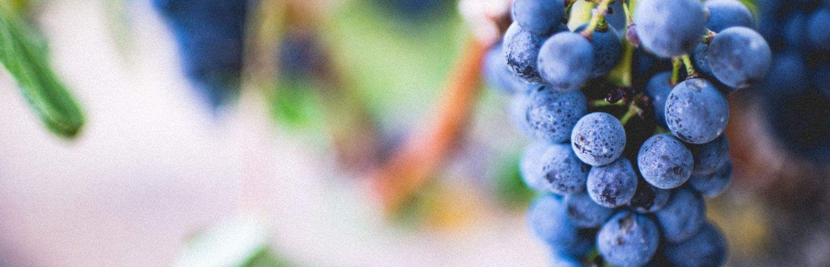 Savills Viticulture