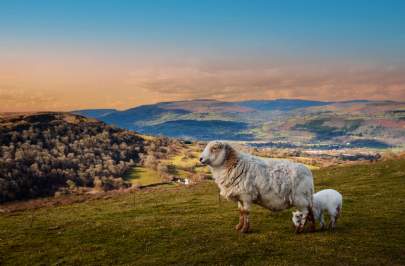 Wales Farmland Review