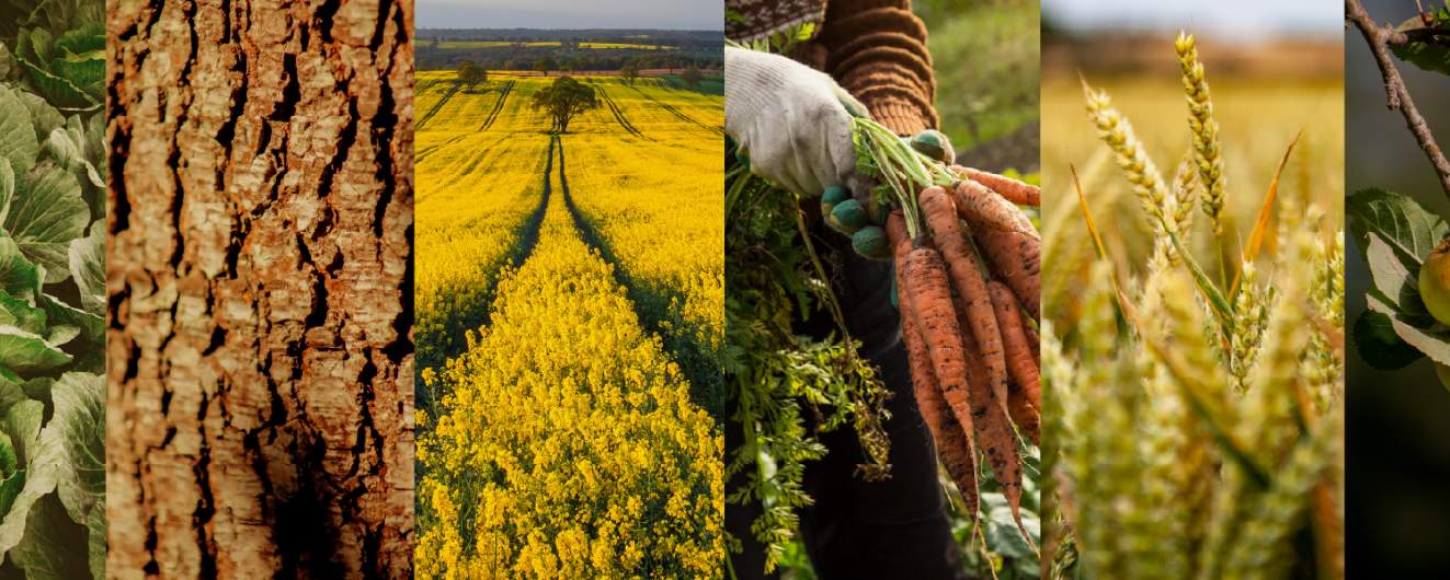 Rural Consultancy Services
